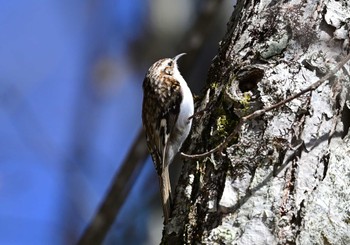 Eurasian Treecreeper Yanagisawa Pass Sat, 3/30/2024