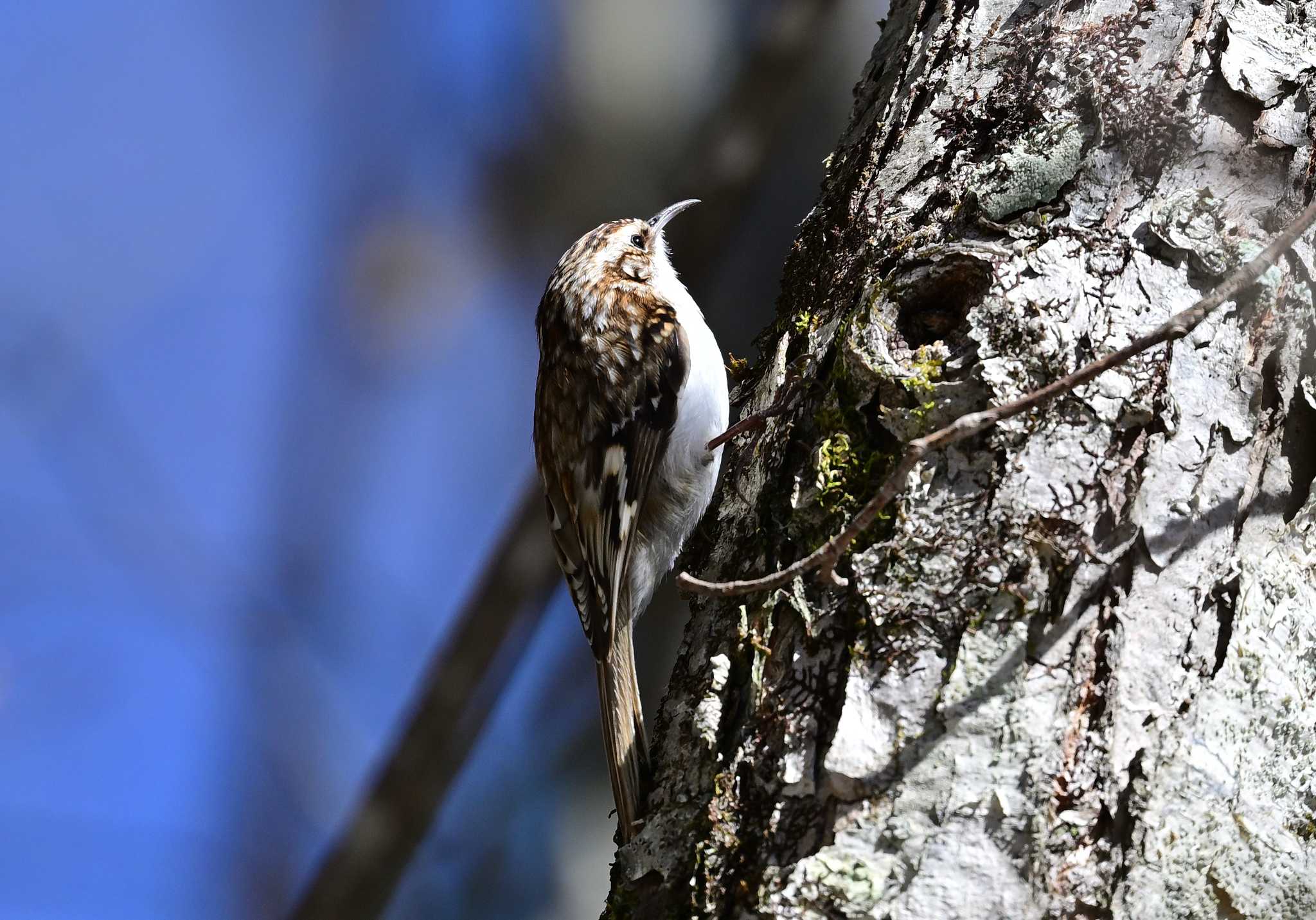 Eurasian Treecreeper