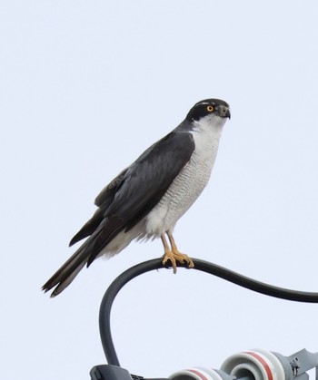 Eurasian Goshawk Nabeta Reclaimed land Sat, 3/30/2024