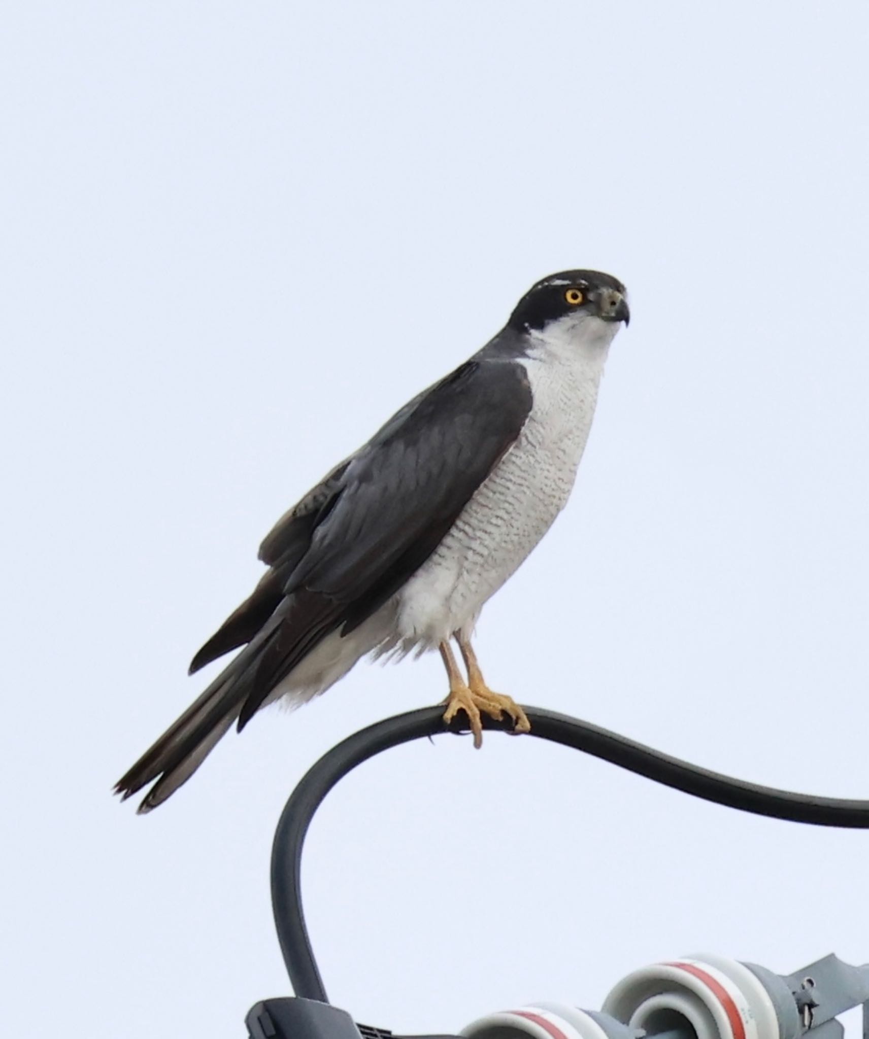 Photo of Eurasian Goshawk at Nabeta Reclaimed land by すもも