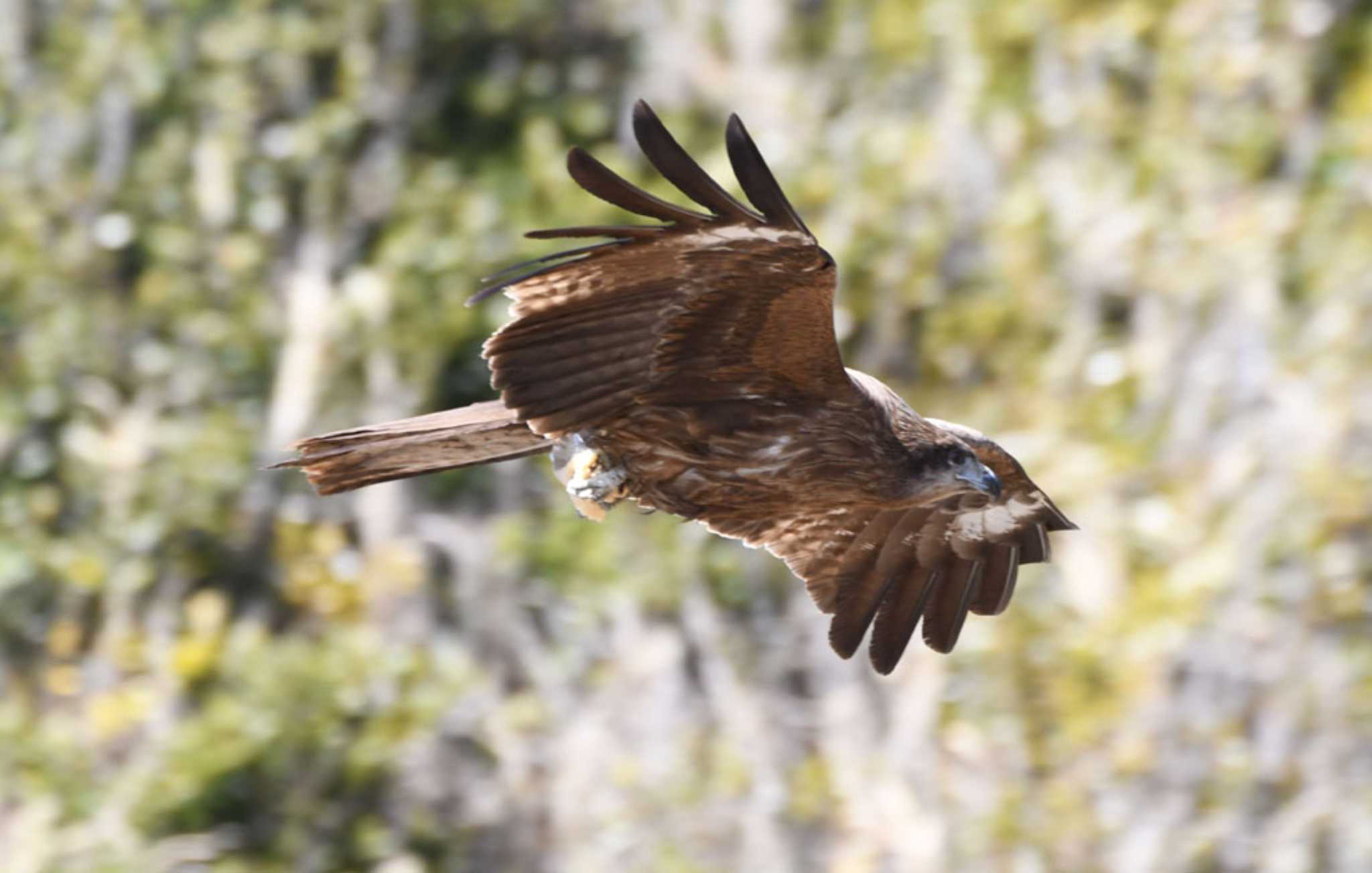 Photo of Black Kite at 城ヶ島 by TOM57