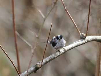 Long-tailed Tit 丸火自然公園 Sat, 3/30/2024