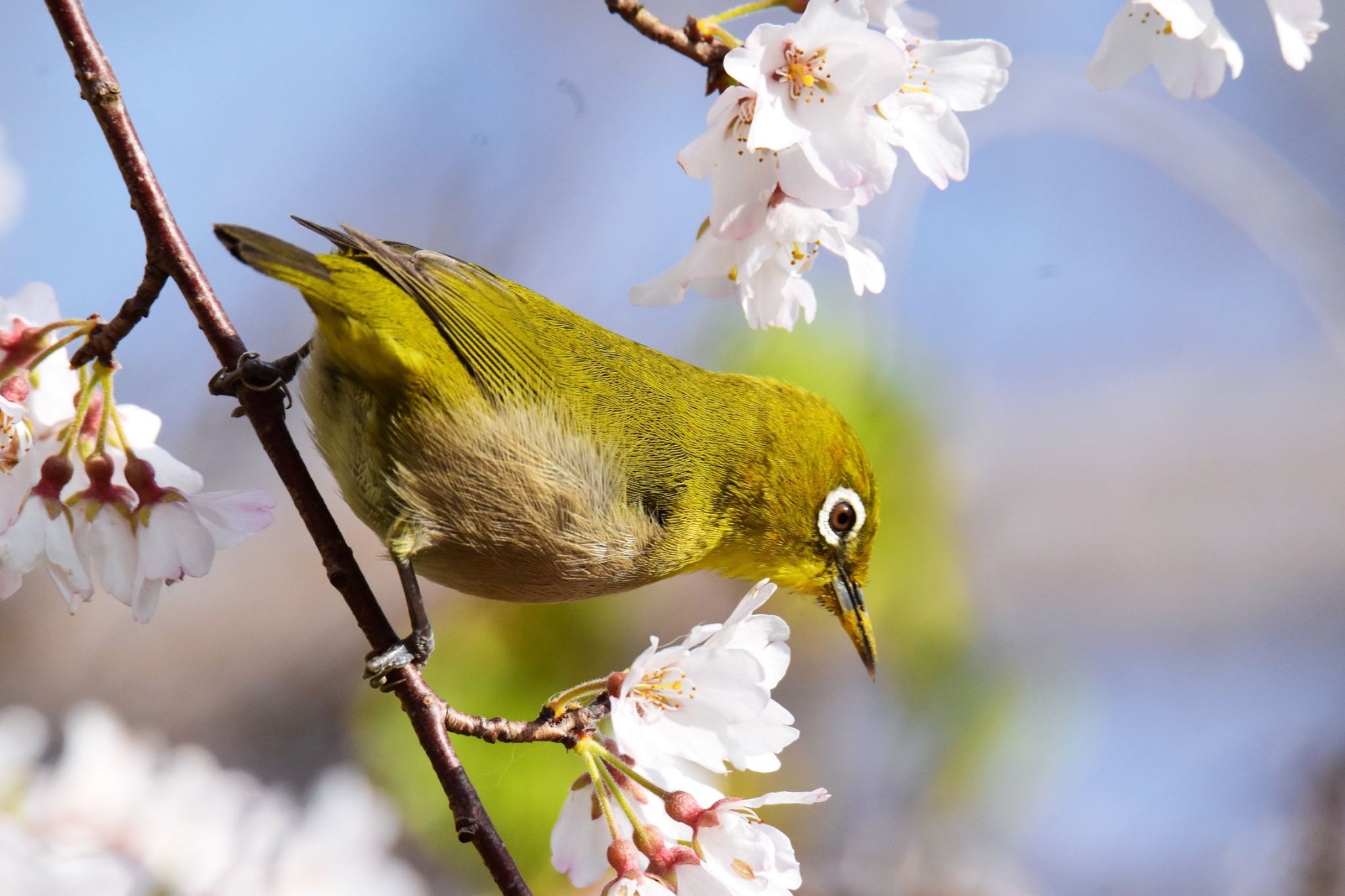 Photo of Warbling White-eye at Akashi Park by ningenrimokon