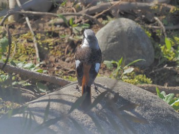 Daurian Redstart 宮田用水(蘇南公園前・江南市) Fri, 3/29/2024