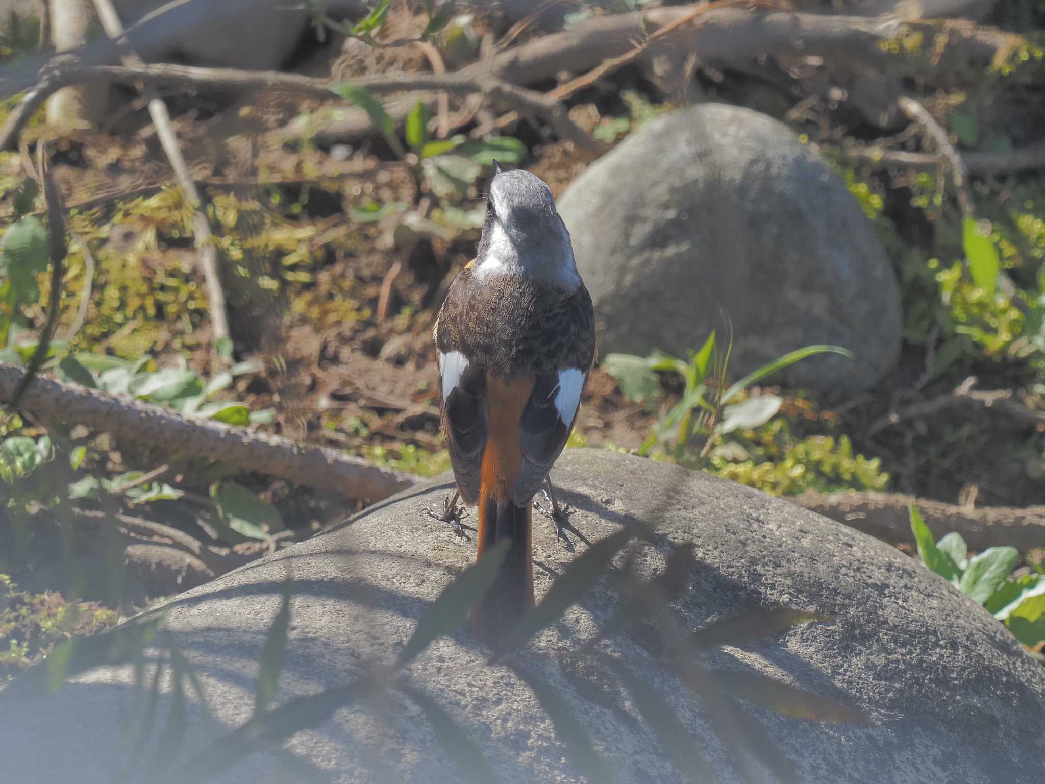 宮田用水(蘇南公園前・江南市) ジョウビタキの写真 by MaNu猫