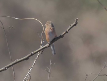 Siberian Long-tailed Rosefinch 宮田用水(蘇南公園前・江南市) Fri, 3/29/2024