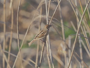 Common Reed Bunting 宮田用水(蘇南公園前・江南市) Fri, 3/29/2024