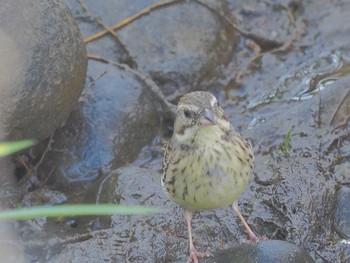 Masked Bunting 宮田用水(蘇南公園前・江南市) Fri, 3/29/2024