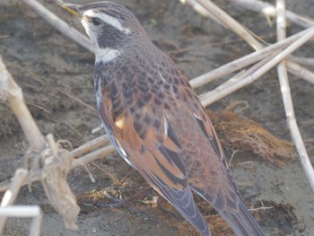 Dusky Thrush 宮田用水(蘇南公園前・江南市) Fri, 3/29/2024