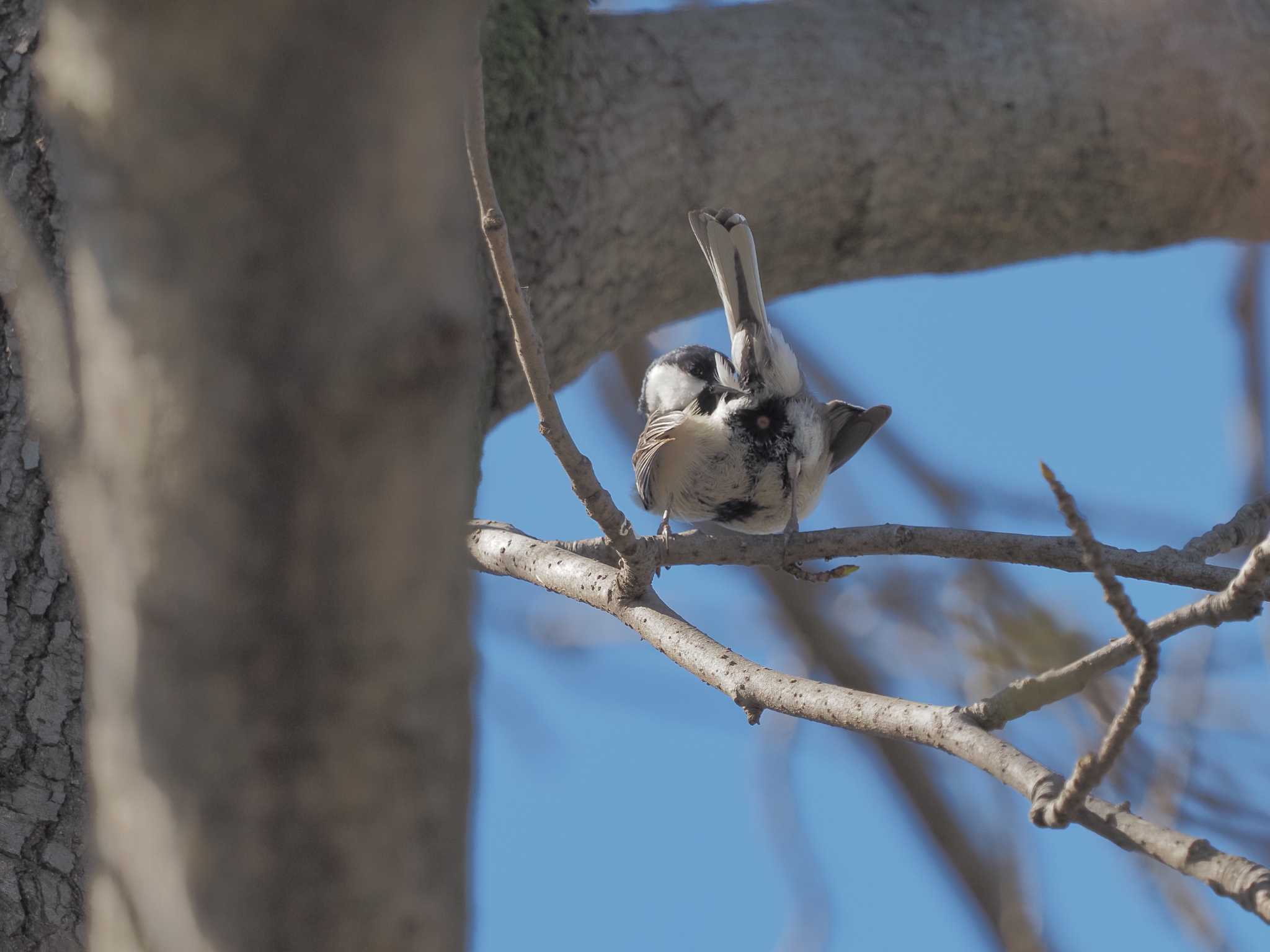 Japanese Tit