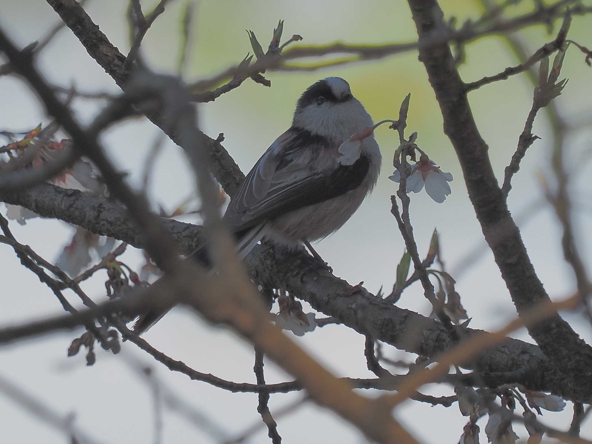 Long-tailed Tit