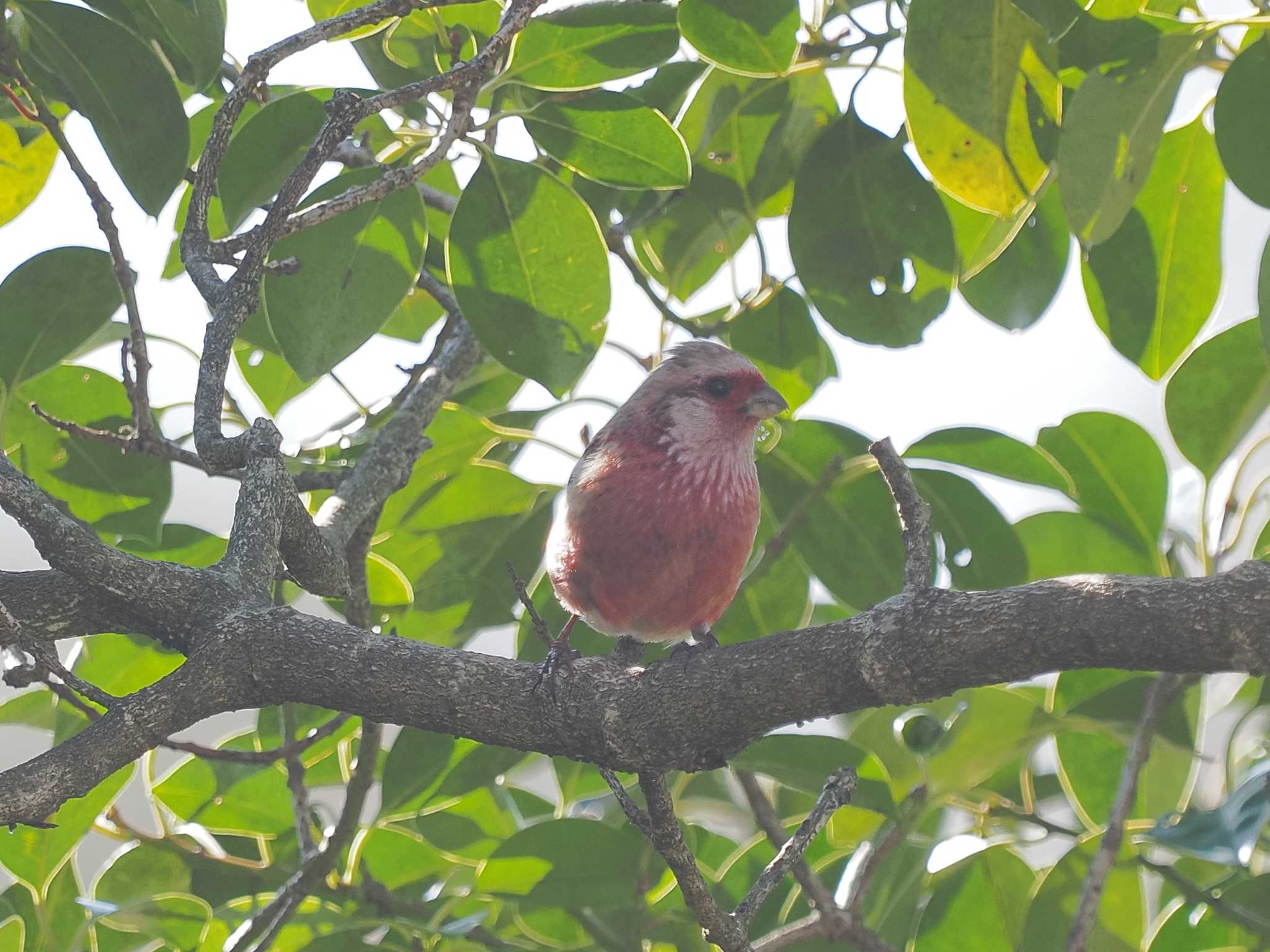 Photo of Siberian Long-tailed Rosefinch at 大野極楽寺公園 by MaNu猫