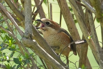 Bull-headed Shrike 武庫川 Fri, 3/29/2024