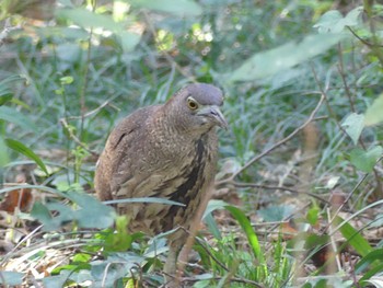 Japanese Night Heron Mizumoto Park Sat, 3/30/2024