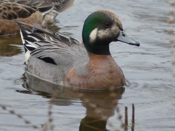 American Wigeon Mizumoto Park Thu, 3/28/2024