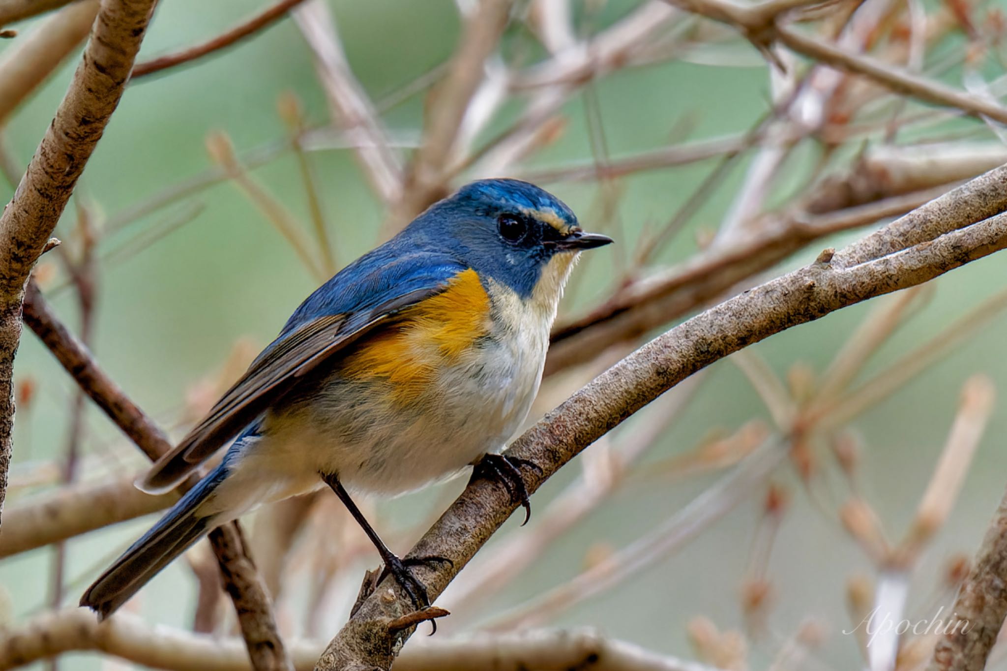 Red-flanked Bluetail