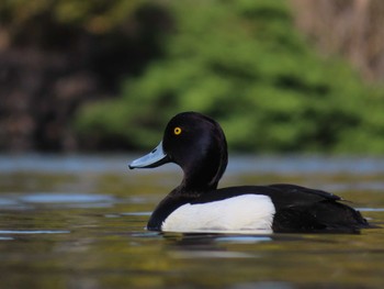 キンクロハジロ 大池親水公園 2024年3月30日(土)