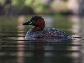 カイツブリ 大池親水公園 2024年3月30日(土)