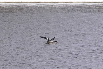 Smew 石狩 茨戸川 Sun, 2/25/2024