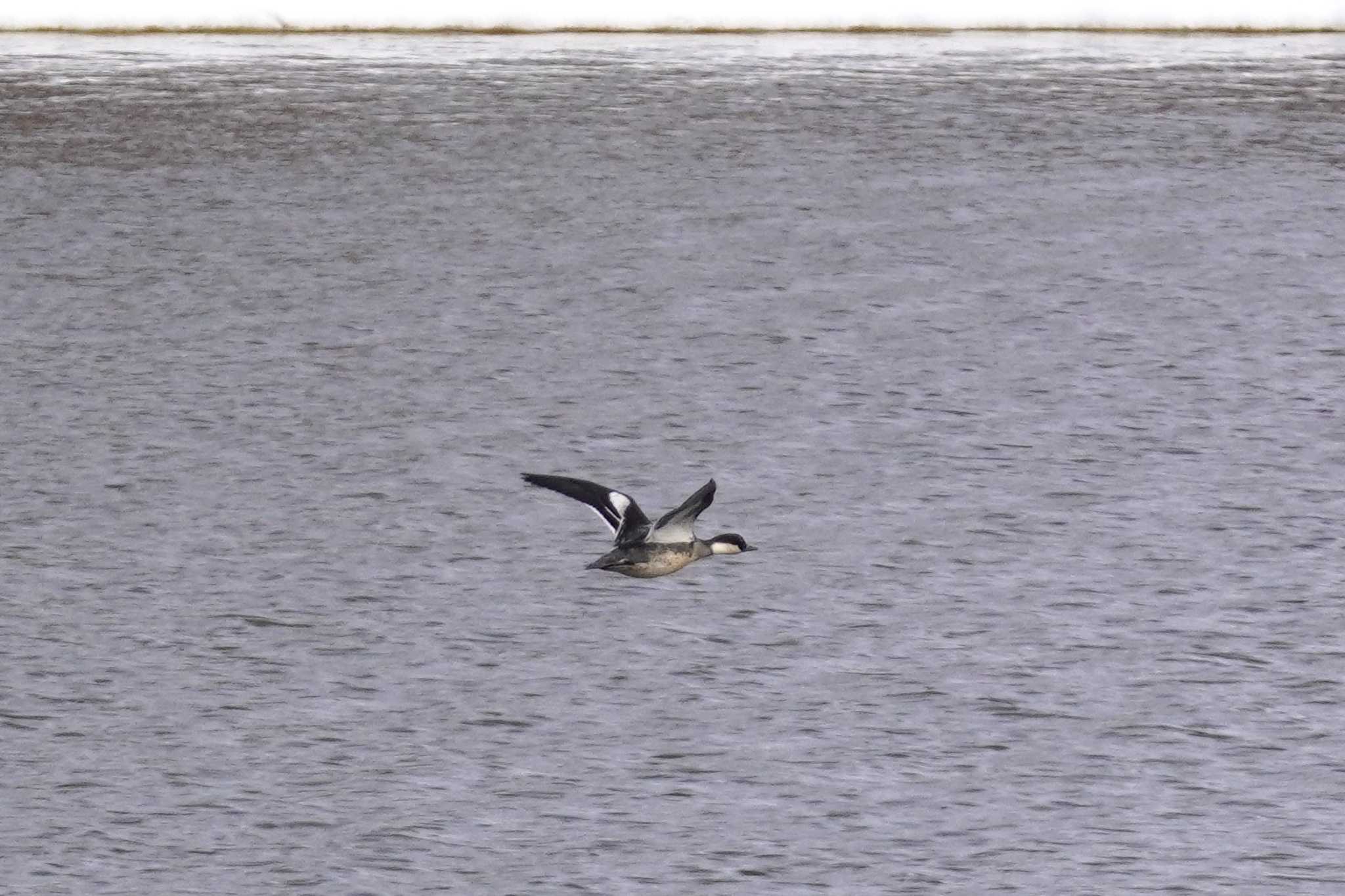 Photo of Smew at 石狩 茨戸川 by くまちん