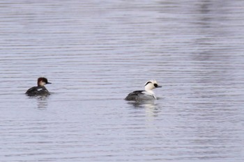 Smew 石狩 茨戸川 Sun, 2/25/2024