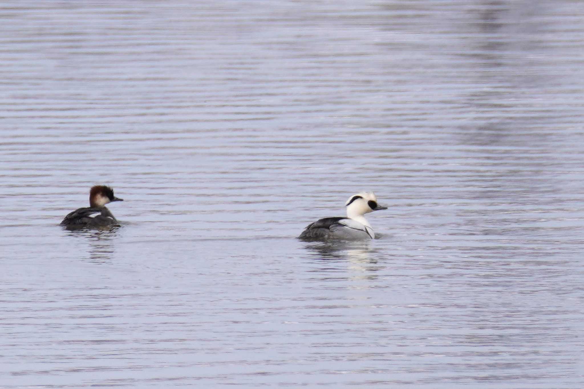 Photo of Smew at 石狩 茨戸川 by くまちん