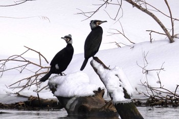 Great Cormorant 石狩 茨戸川 Sun, 2/25/2024