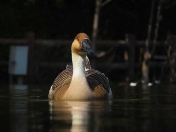 サカツラガン 大池親水公園 2024年3月30日(土)