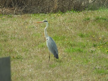 Great Egret(modesta)  Unknown Spots Sat, 3/30/2024