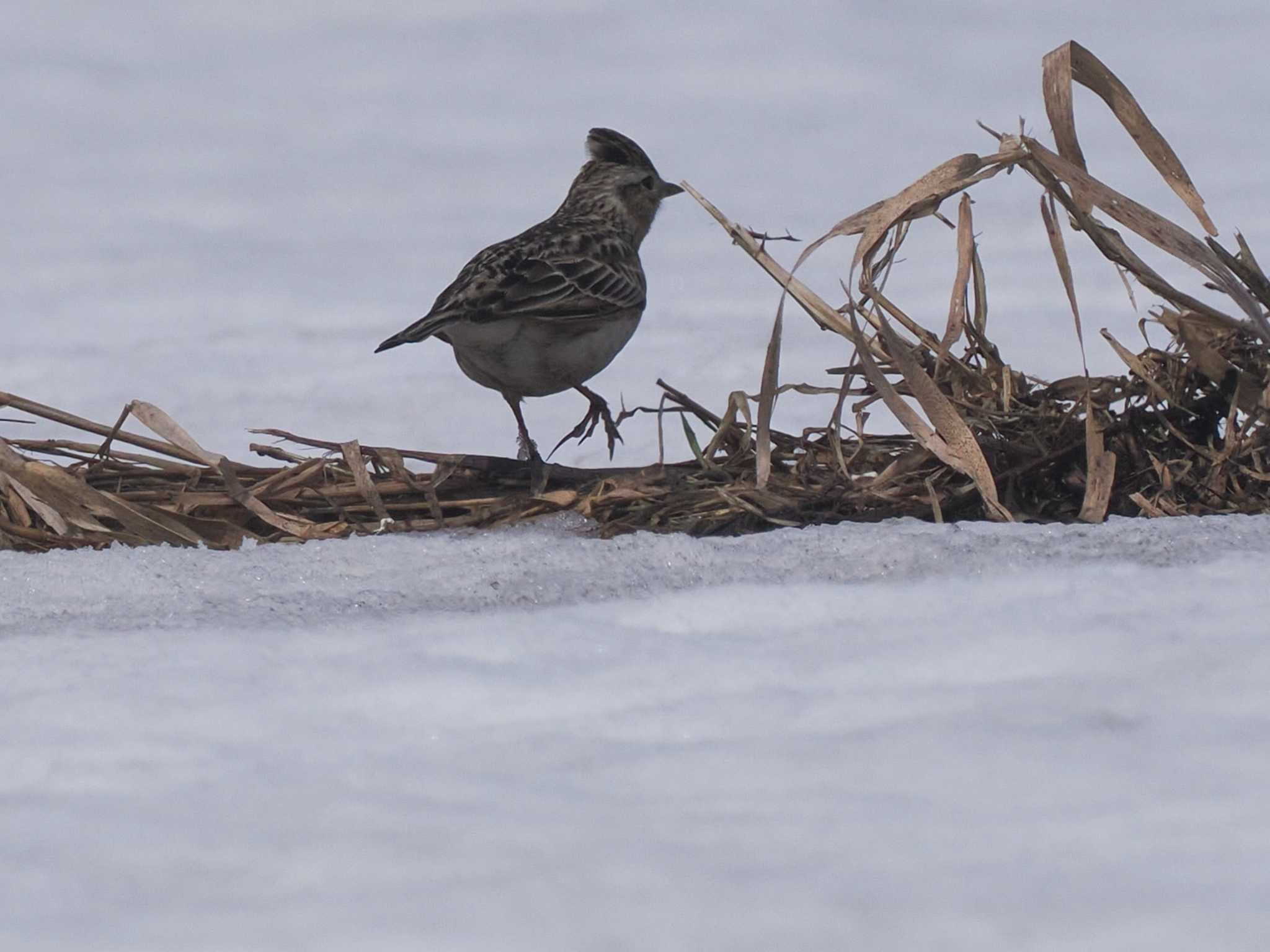 Photo of Eurasian Skylark at 東屯田遊水地 by 98_Ark (98ｱｰｸ)