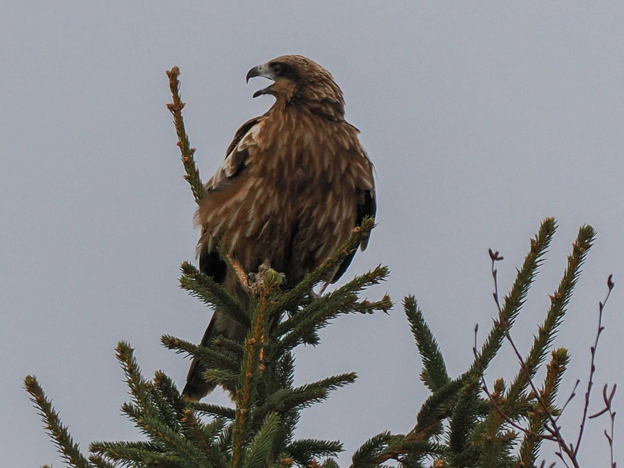 Black Kite