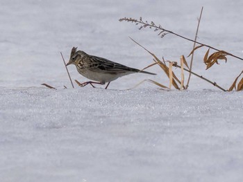 Eurasian Skylark 東屯田遊水地 Sat, 3/30/2024