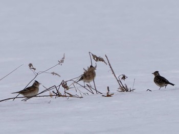 Eurasian Skylark 東屯田遊水地 Sat, 3/30/2024