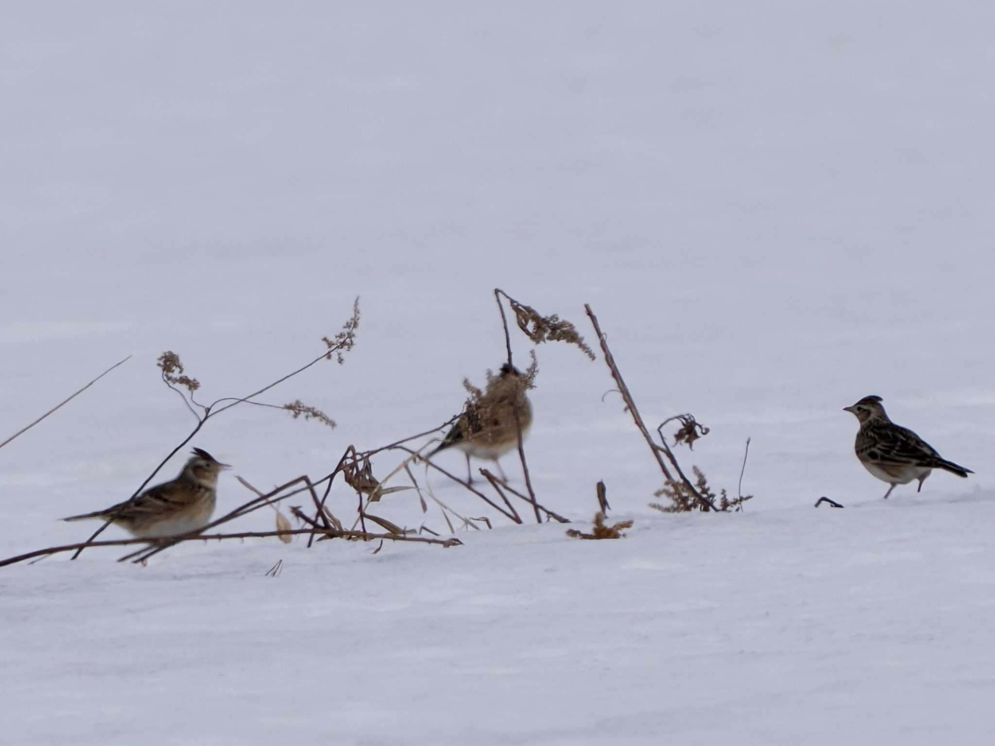 Eurasian Skylark