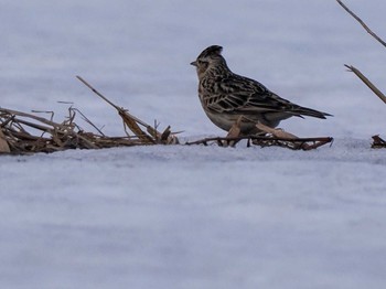 Eurasian Skylark 東屯田遊水地 Sat, 3/30/2024