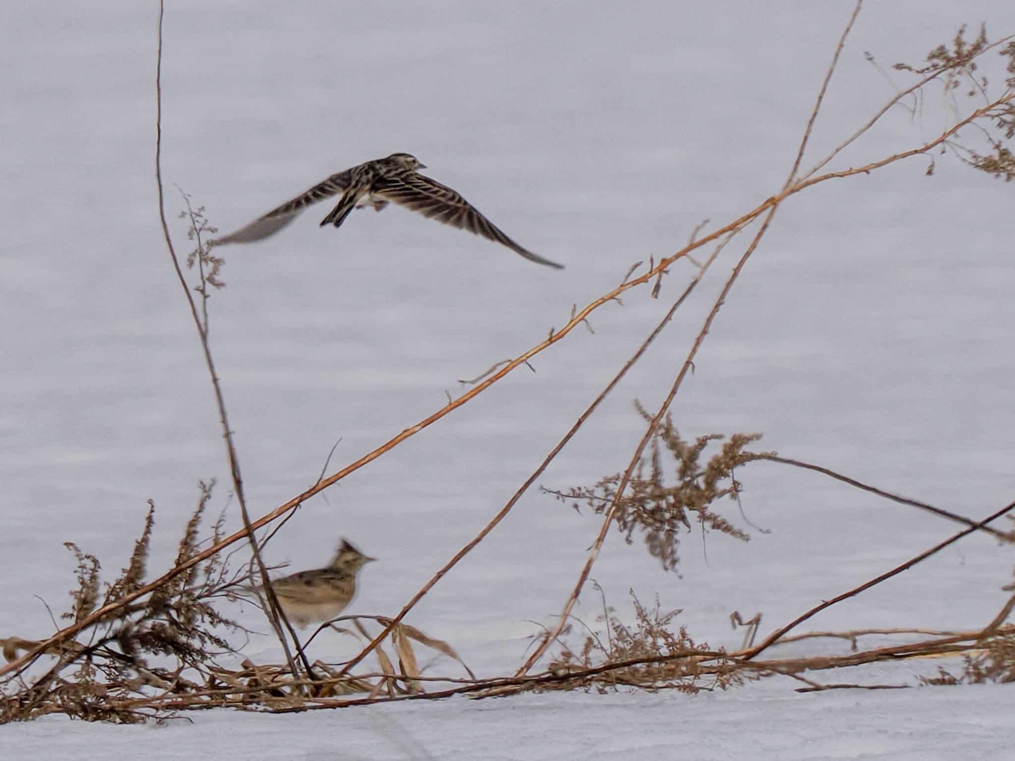 Photo of Eurasian Skylark at 東屯田遊水地 by 98_Ark (98ｱｰｸ)