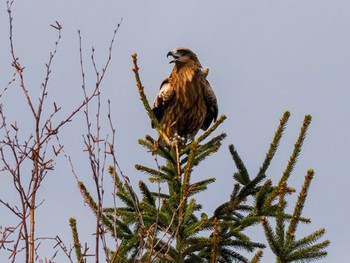 Black Kite 東屯田遊水地 Sat, 3/30/2024