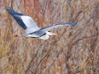 Grey Heron 東屯田遊水地 Sat, 3/30/2024