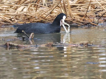 Eurasian Coot 東屯田遊水地 Sat, 3/30/2024