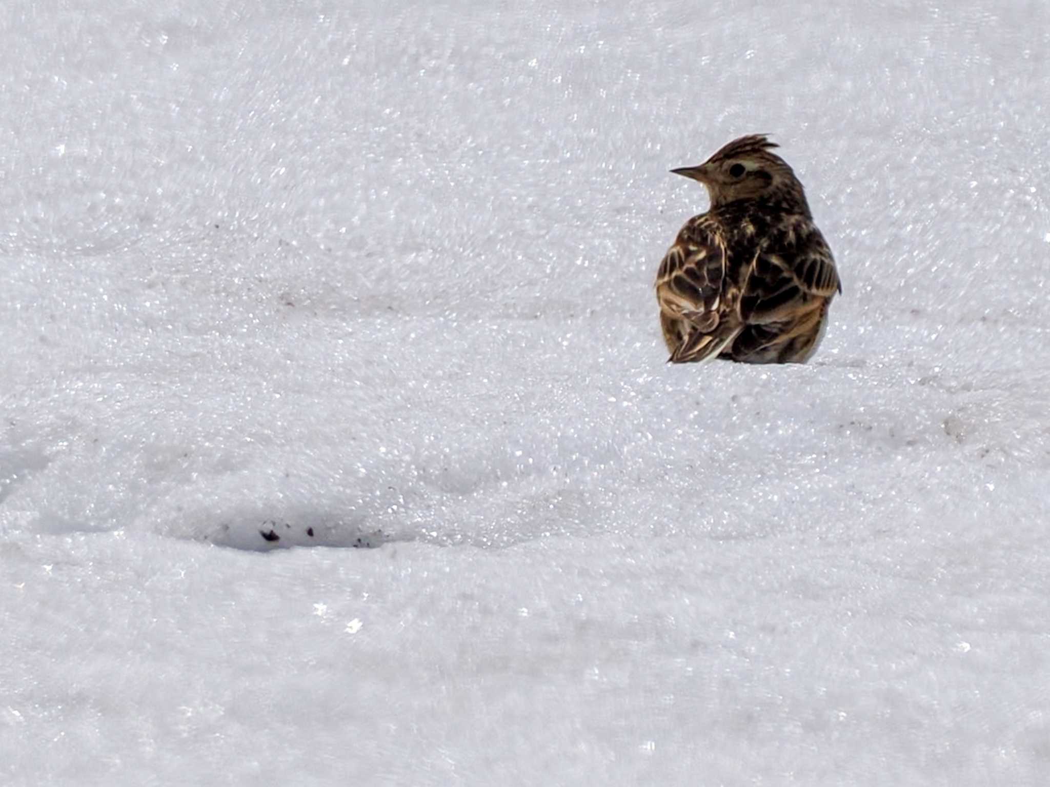 Photo of Eurasian Skylark at 東屯田遊水地 by 98_Ark (98ｱｰｸ)