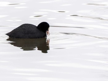 Eurasian Coot 東屯田遊水地 Sat, 3/30/2024