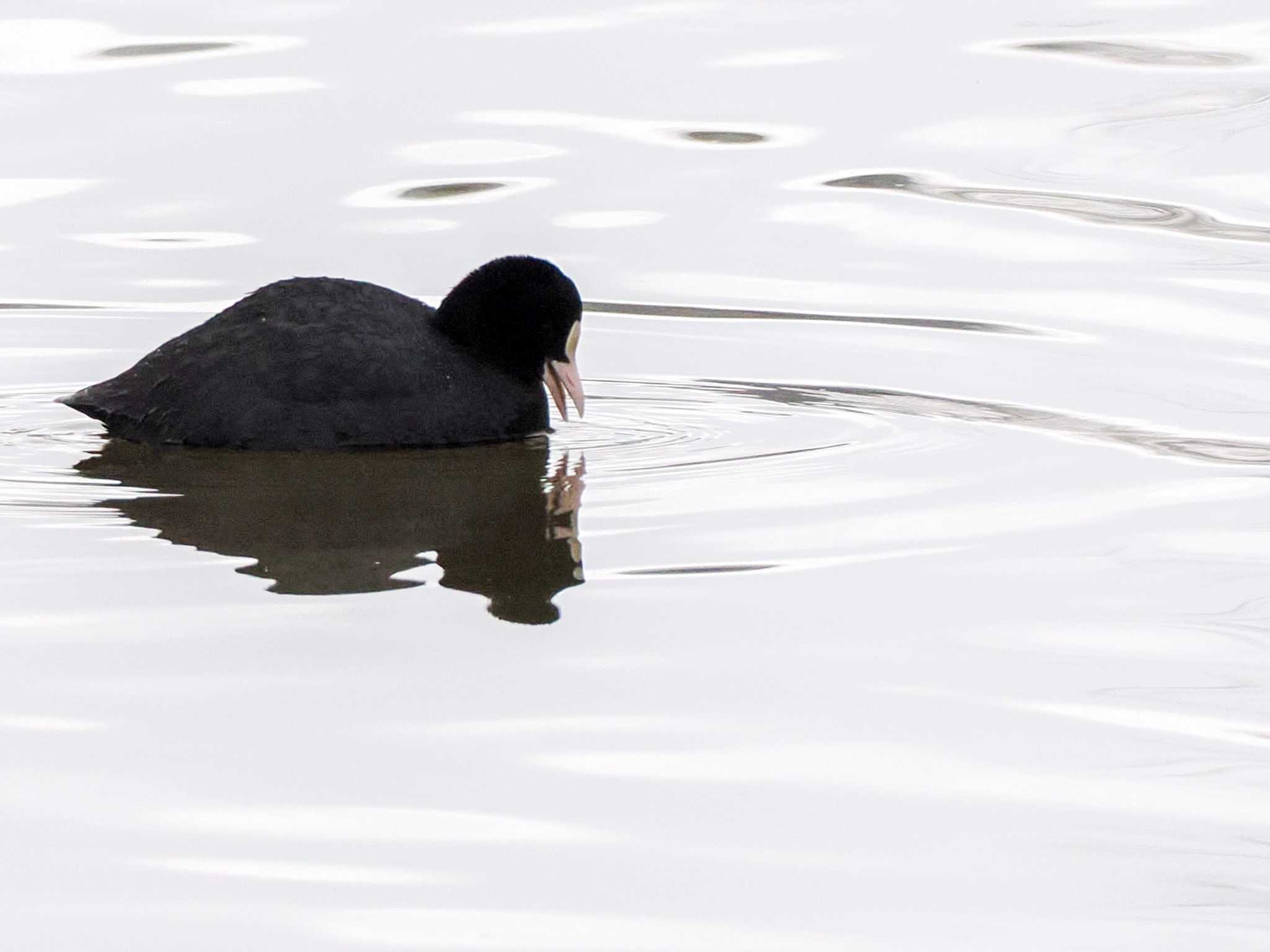 Eurasian Coot