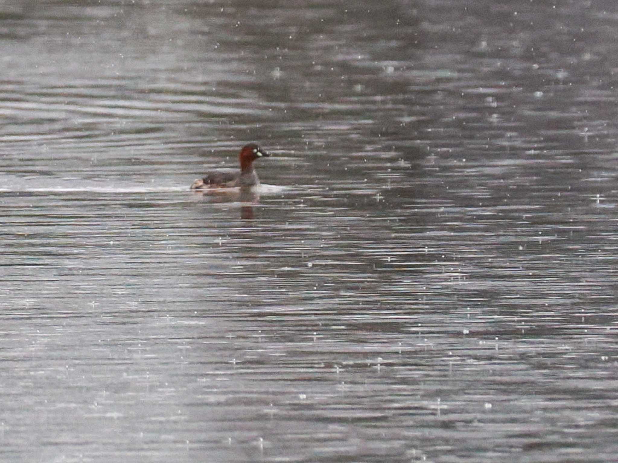 Little Grebe