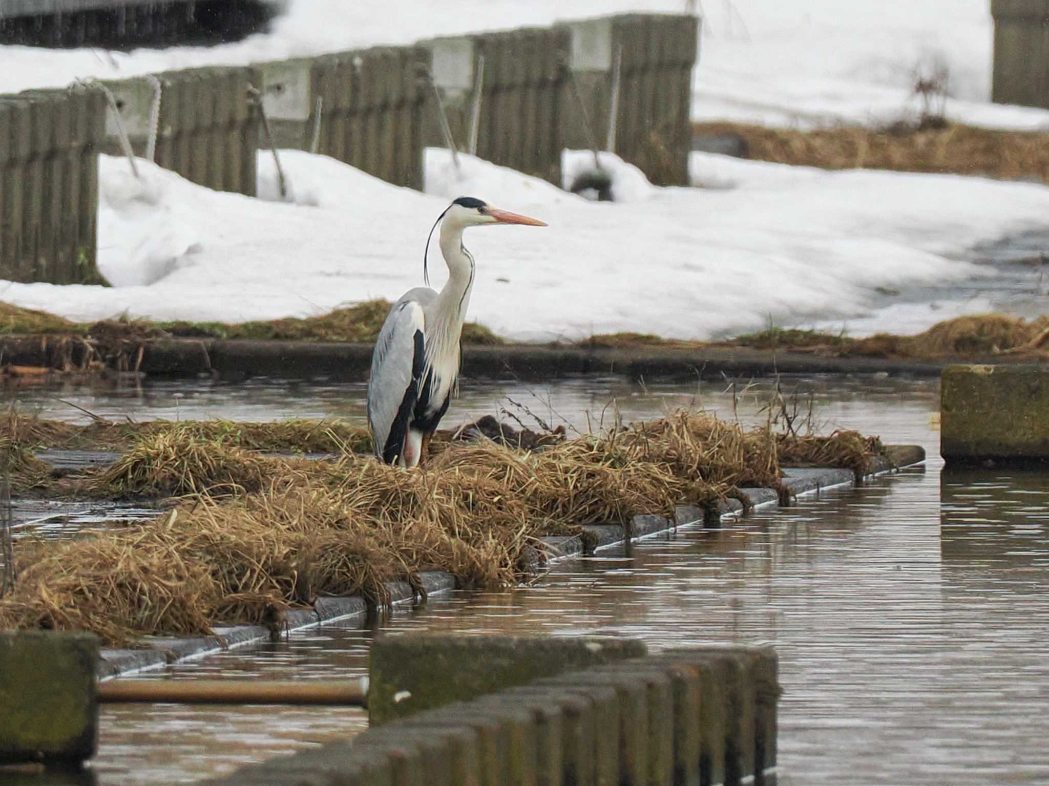 Grey Heron