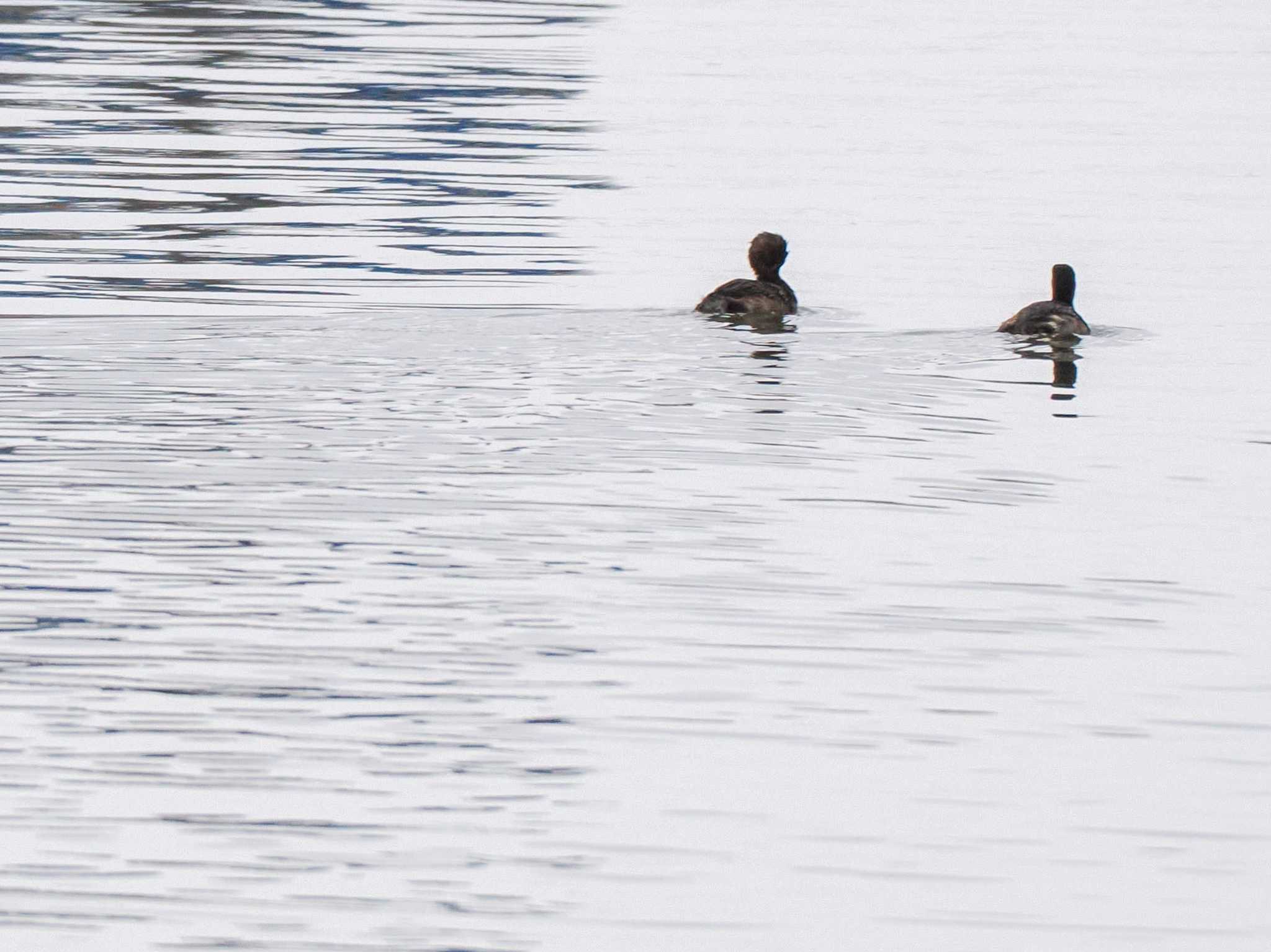 Little Grebe