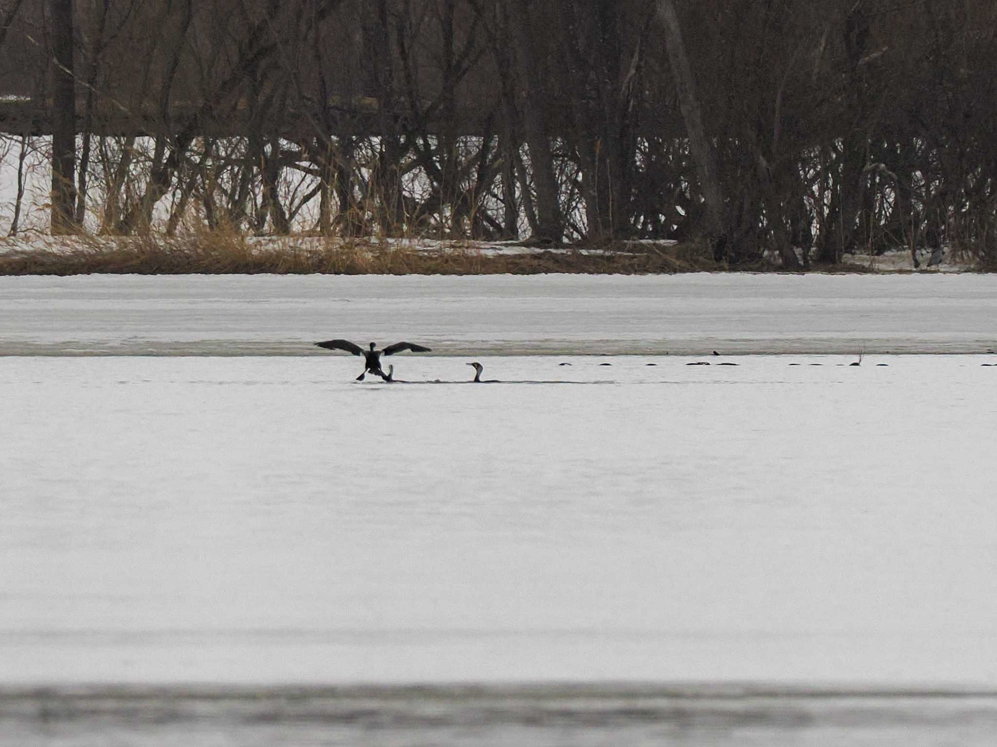 Great Cormorant