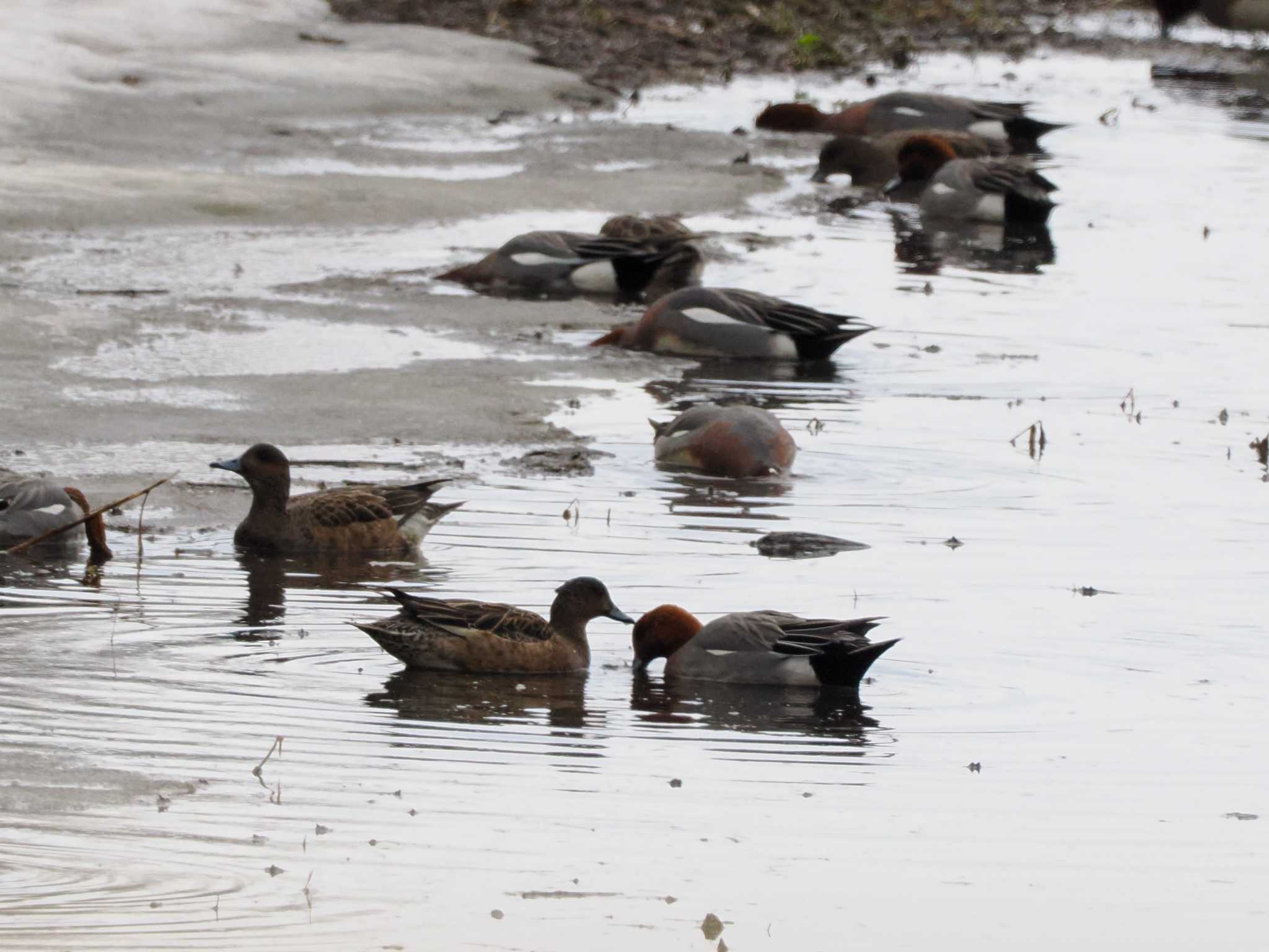 Eurasian Wigeon