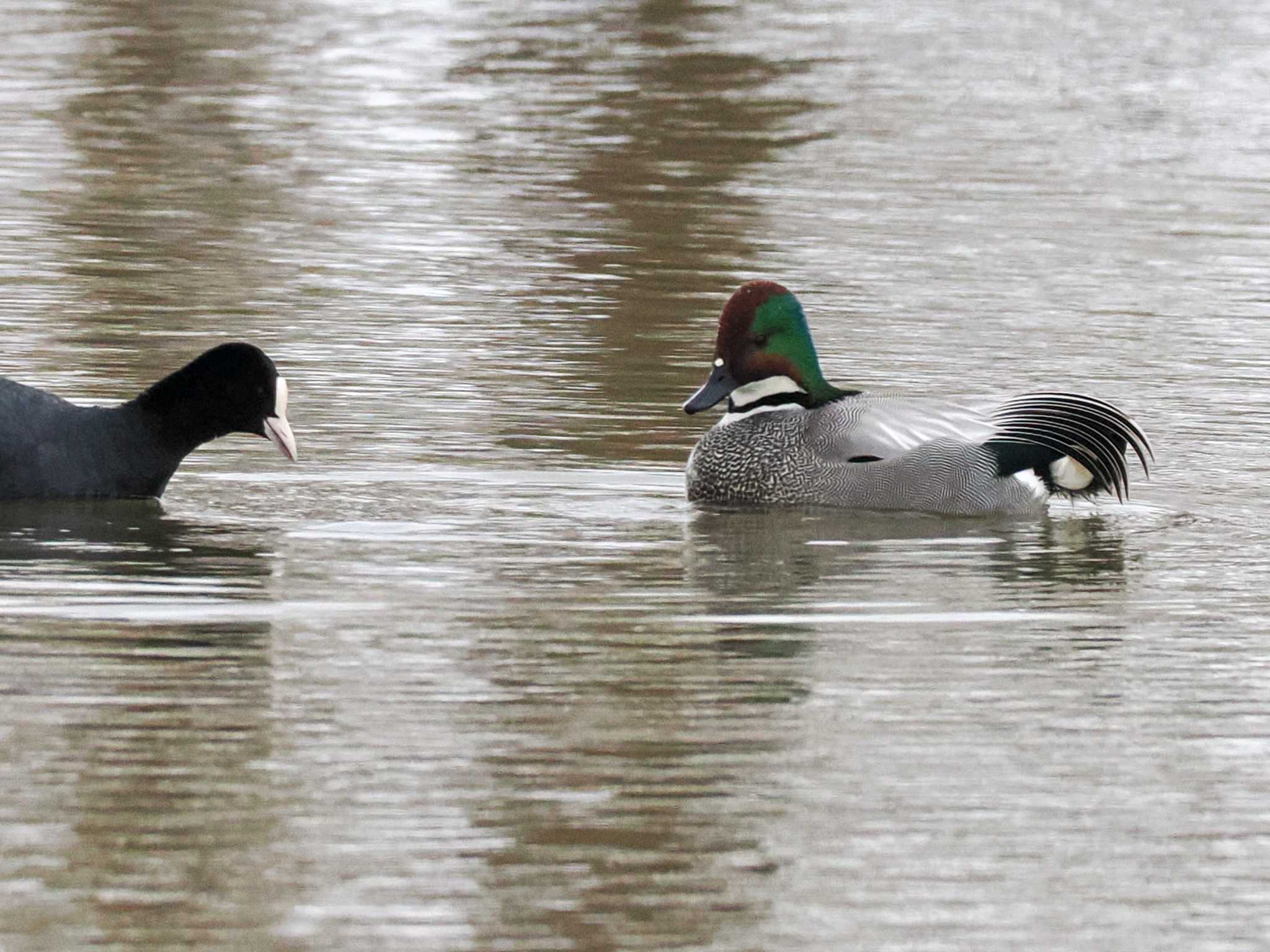 Photo of Falcated Duck at 東屯田遊水地 by 98_Ark (98ｱｰｸ)