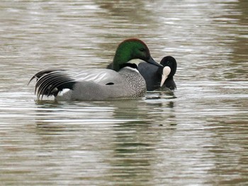 Falcated Duck 東屯田遊水地 Sat, 3/30/2024