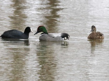 Falcated Duck 東屯田遊水地 Sat, 3/30/2024